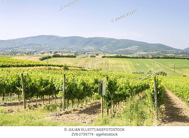 Vineyards near to Montefalco, Umbria. Known for its red wine of Sagrantino the vineyards of Montefalco are found in the Val di Spoleto