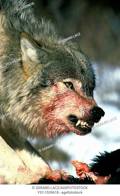 North American Grey Wolf, canis lupus occidentalis, Adult with a Prey, Snarling, Canada
