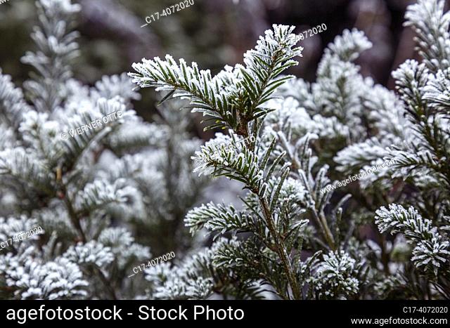Oberhausen, Sterkrade, nature, seasons, autumn, autumn colouring, winter, coldness, plant life, flora, growth covered with hoarfrost, European yew
