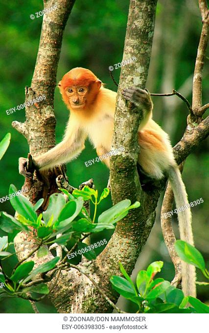 Young Proboscis monkey sitting on a tree, Borneo