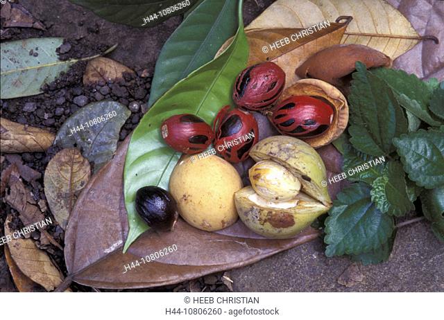 agriculture, crop, fruit, Grenada, harvest, nutmeg, nuts, spices, still life, Caribbean, useful plants