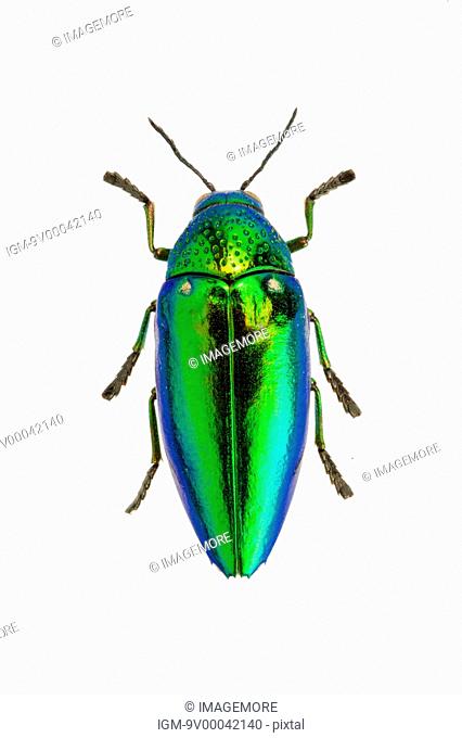 Metallic Blue & Yellow Jewel Beetle Chrysochroa mniszechii FAST FROM USA 