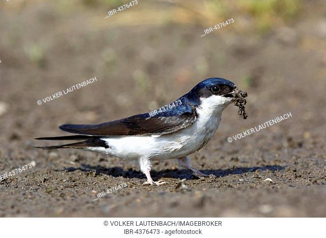 House Martin (Delichon urbicum) collecting nesting material, mineral substrate, Middle Elbe Biosphere Reserve, Saxony-Anhalt, Germany