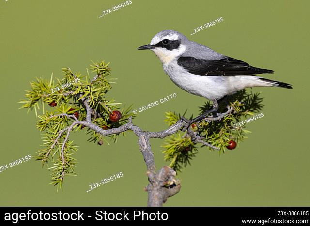 Northern Wheatear (Oenanthe oenanthe), side view of an adult male perched on a Juniper branch, Abruzzo, Italy
