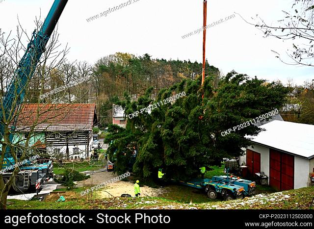 Christmas tree for Prague was cut down by specialists in Pertoltice pod Ralskem, Czech Republic, on November 25, 2023. A 56-year-old spruce will decorate...