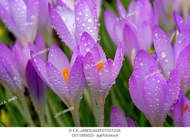 Spring Crocus in early morning dew