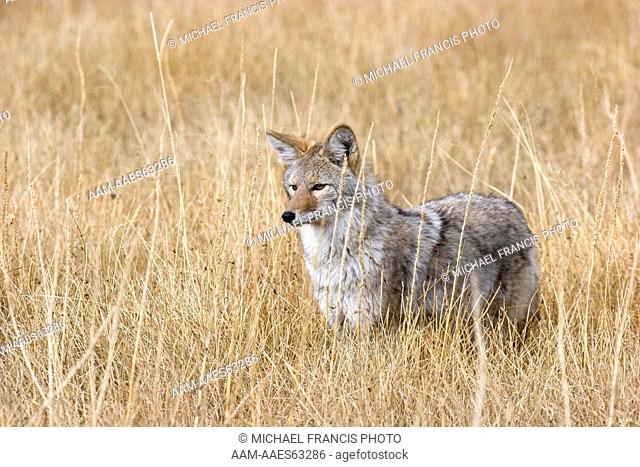 Coyote (Canis latrans), alert portrait in grassland habitat during fall Wyoming