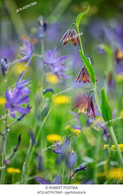 Wildflowers on Vancouver Isand, British Clolumbia