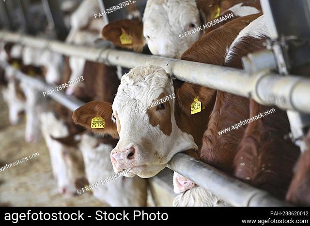 Oxen (about 24 months old) in stables, playpen while eating, feed, hay. - Pfaffenhofen an der Glonn/Bayern/Deutschland