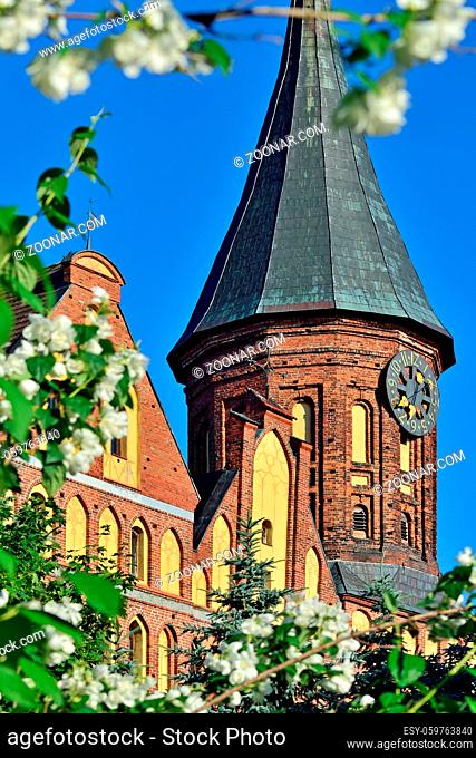 Tower of the Cathedral of Koenigsberg. Gothic 14th century. Symbol of the city of Kaliningrad, Koenigsberg before 1946, Russia