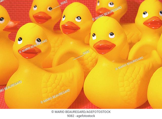 Close up of yellow ducks