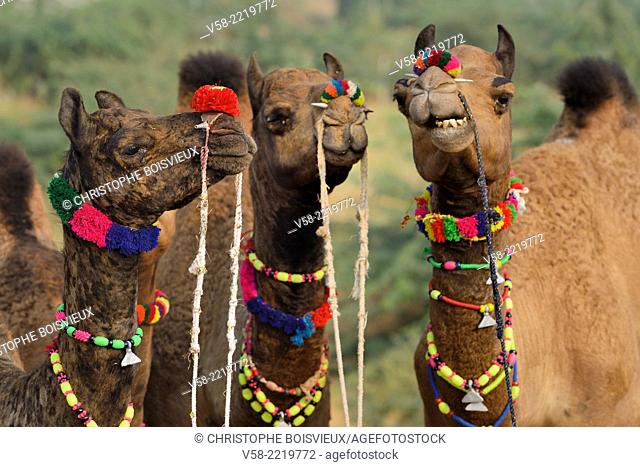 India, Rajasthan, Camels at Pushkar camel fair