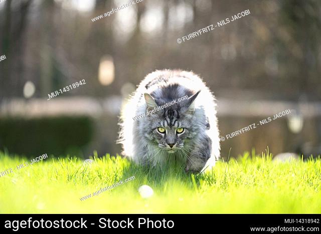 silver tabby maine coon cat prowling walking looking at camera on green grass in sunlight