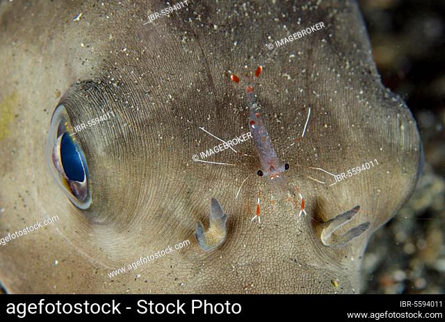 Clear Cleaner Shrimp (Urocaridella antonbruunii) adult, on Immaculate Puffer (Arothron immaculatus) head, Lembeh Straits, Sulawesi, Sunda Islands, Indonesia