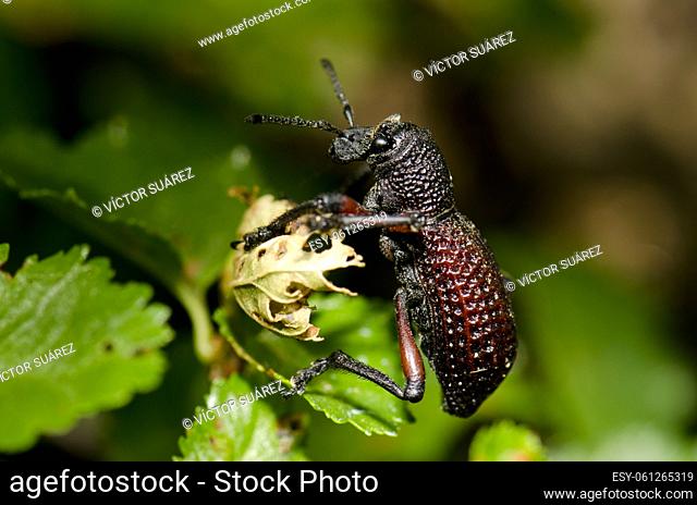 Beetle Aegorhinus vitulus. Conguillio National Park. Araucania Region. Chile