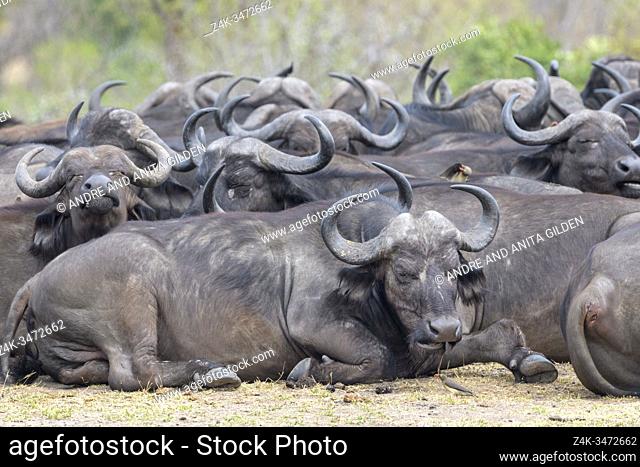 African Buffalo or Cape Buffalo (Syncerus caffer) herd lying down, Kruger National Park, South Africa