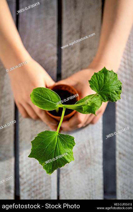 Arms of little girl holding potted zucchini seedling