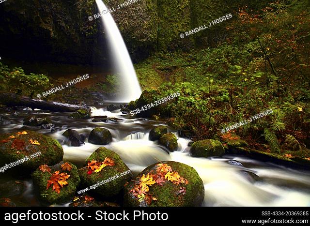 Fall Leaves and Upper Horsetail Falls Otherwise Known as Ponytail Falls in the Columbia River Gorge National Scenic Area of Oregon