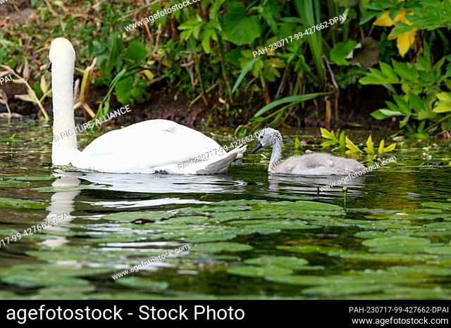 PRODUCTION - 04 July 2023, Hamburg: A swan chick swims behind a parent on the shore of the Außenalster. For 27 years, swan father Olaf Nieß has taken care of...