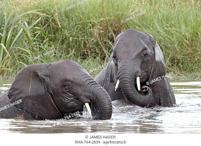 Two young African elephant Loxodonta africana playing in the water, Serengeti National Park, UNESCO World Heritage Site, Tanzania, East Africa, Africa