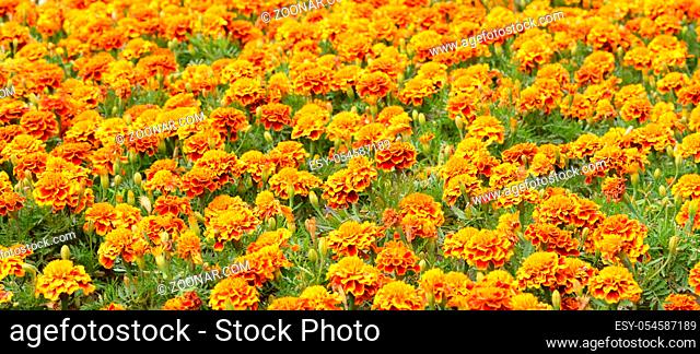 Flowerbed with orange flowers, can be used as background