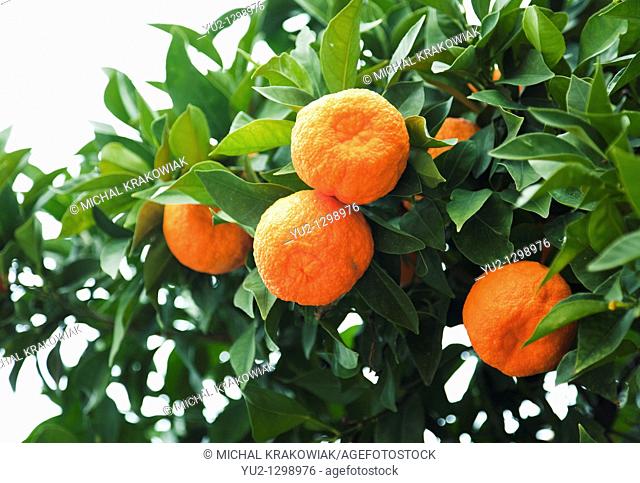 Mandarines on tree