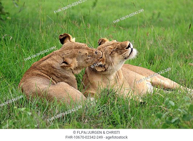 Lion Panthera leo two adult females, mutual grooming, resting on grass, Sabi Sabi Game Reserve, Kruger N P , South Africa