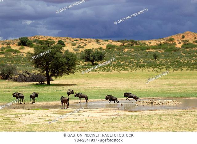 Blue wildebeest (Connochaetes taurinus), in the waterhole, rainy season, Kgalagadi Transfrontier Park, Kalahari desert, South Africa/Botswana