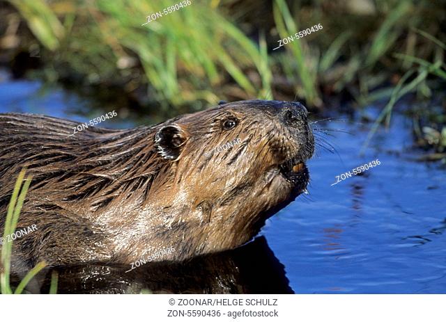 North American Beaver observing alert at pondside