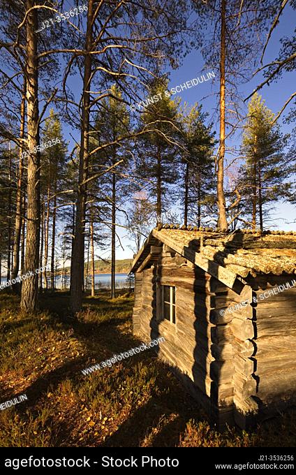 A log cabin is standing in a pine forest close to a lake