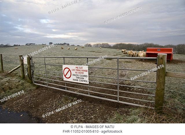 Domestic Sheep, flock, standing in frost covered pasture with feeder, gate with Military Live Firing Range, No Entry sign in foreground, Lulworth, Dorset