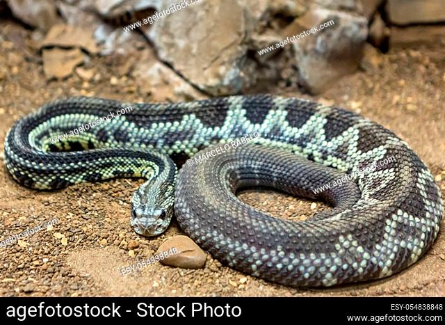 Rattlesnake, Crotalus atrox. Western Diamondback. Dangerous snake