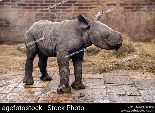 A newly born critically endangered eastern black rhino explores its enclosure next to its mother Eva (not seen) in Safari Park Dvur Kralove, Czech Republic
