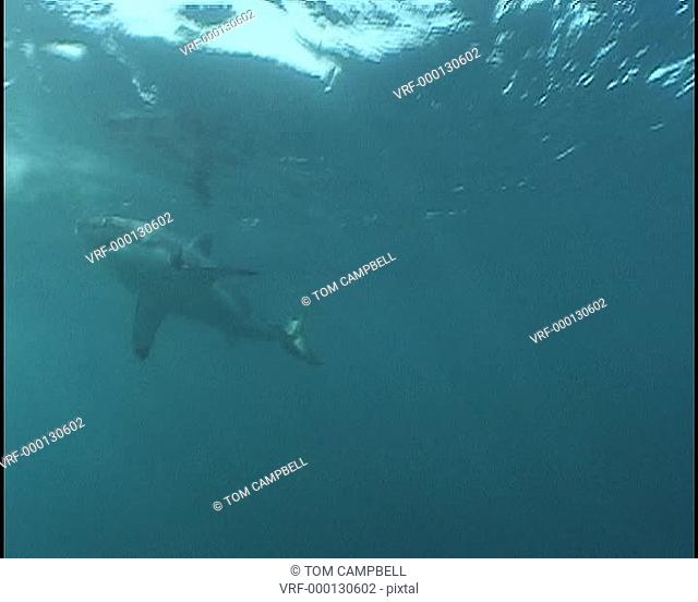 Great white shark Carcharodon carcharias swims near bait. South Africa