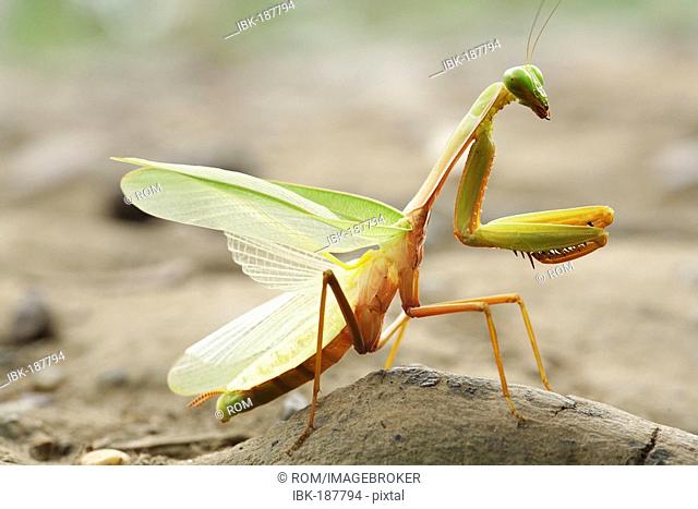Praying mantis (Mantodea), Long Bagun, East-Kalimantan, Borneo, Indonesia