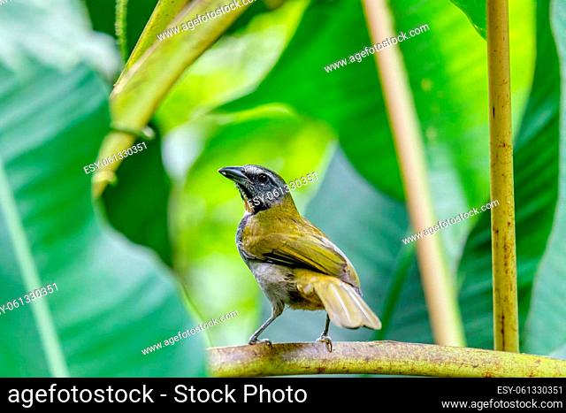 Buff-throated saltator, (Saltator maximus), exotic bird sitting on the branch in the green forest. Tropic tanager in the nature habitat