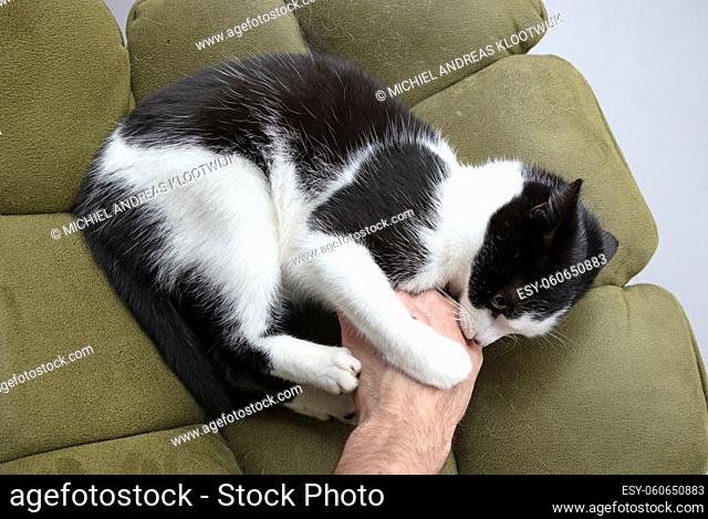 Black and white cat playing with adult hand on a chair