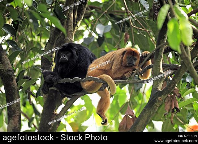 Black howler (Alouatta caraya), Adult, Female, Male, Pair, on tree, resting Black Howler Monkey, South America Black Howler Monkey, South America, Female, Male
