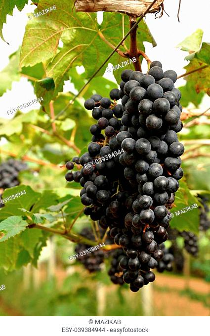 Grapes can be eaten raw or they can be used for making jam, juice, jelly, wine, grape seed extract, raisins, vinegar, and grape seed oil