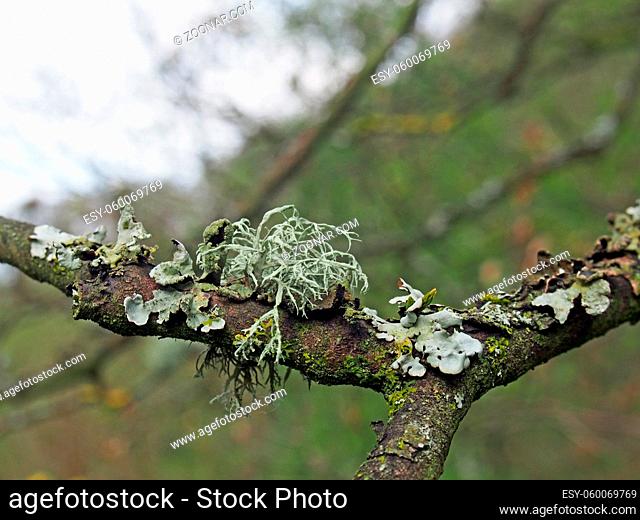 close up of different lichens growing on a forest tree branch in winter in the UK