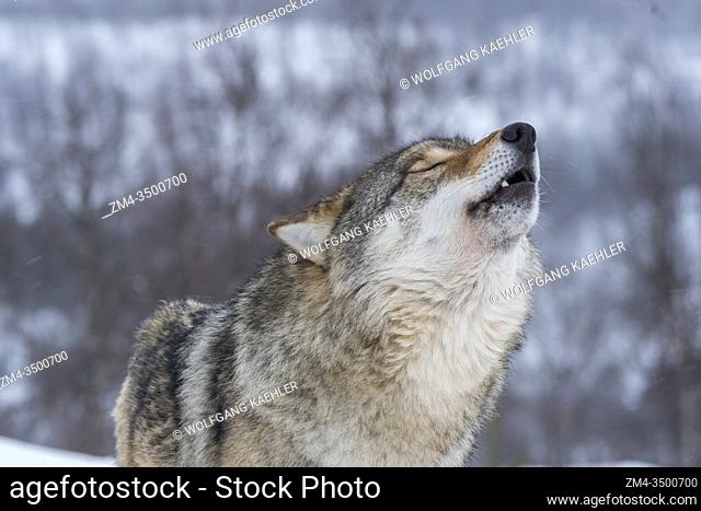 Close-up of a Gray wolf (Canis lupus) is howling in the snow at a wildlife park in northern Norway