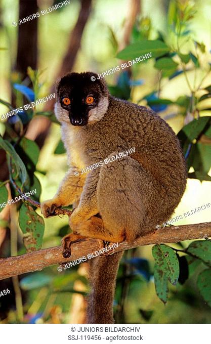 red-fronted lemur / lemur fulvus rufus