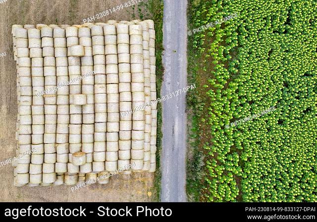 12 August 2023, Brandenburg, Petersdorf: Straw rolls are stacked on a harvested grain field next to a field of sunflowers (aerial view taken with a drone)
