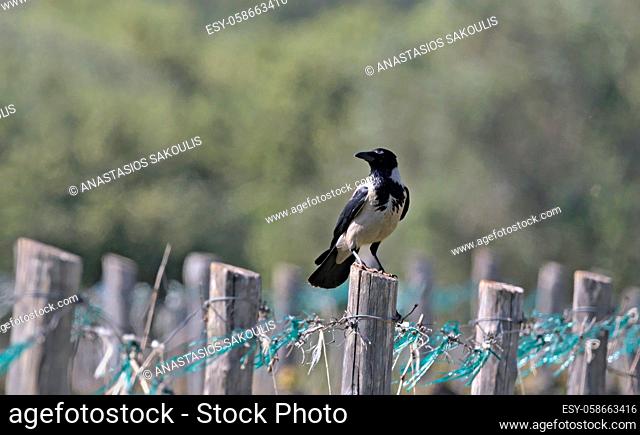 Hooded Crow - Corvus cornix, Greece