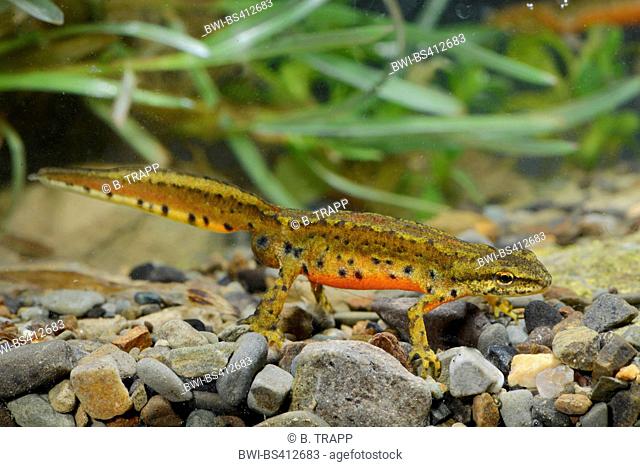 Montandon's newt, Carpathian newt (Lissotriton montandoni, Triturus montandoni), male swims under water, Romania, Karpaten