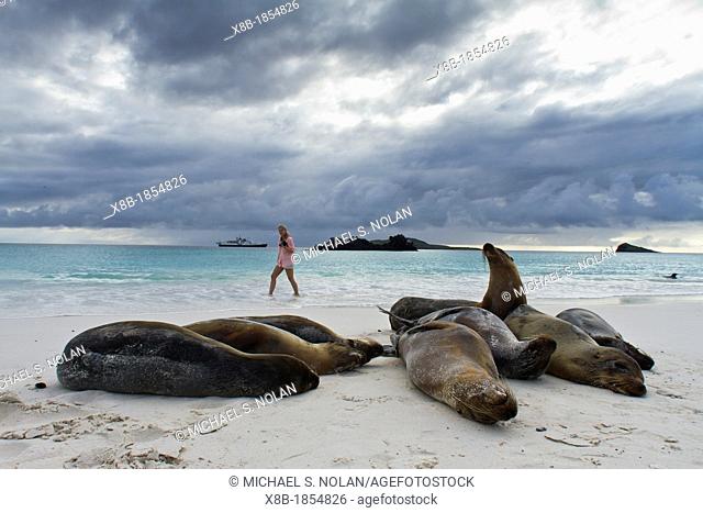 Galapagos sea lions Zalophus wollebaeki with photographers Sarah Felker on Gardner beach on Santiago Island in the Galapagos Island Archipelago