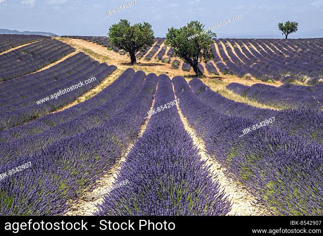 Trees in a lavender field, flowering true lavender (Lavandula angustifolia), near Valensole, Provence, Provence-Alpes-Cote d Azur, South of France, France