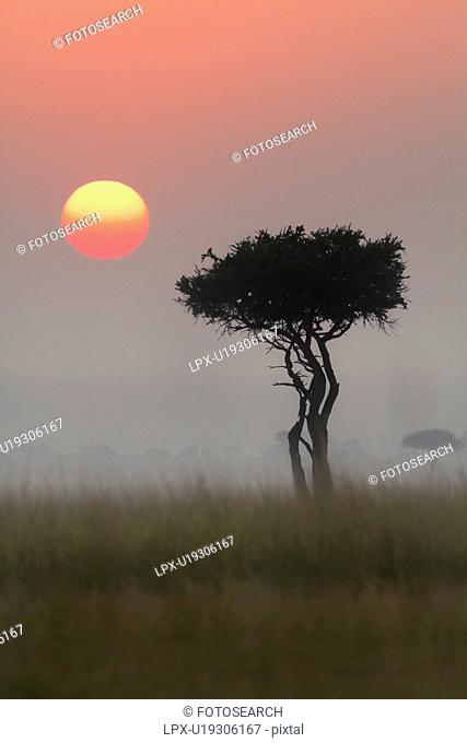 Sunrise on the Mara: single acacia in long dry grass, silhouetted with rising pink sunball in early morning fog, Maasai Mara, Kenya