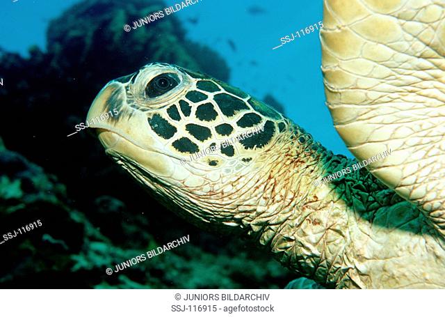 Green sea turtle, green turtle, Chelonia mydas