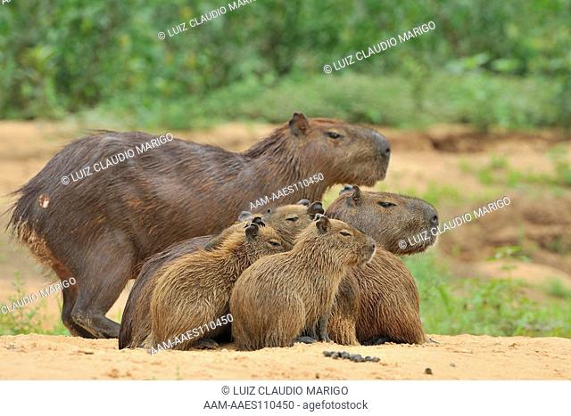 Family of Capybaras (Hydrochaeris hydrochaeris) in the Piquiri River, Pantanal of Mato Grosso, Mato Grosso State, Western Brazil
